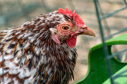 Ornamental laying hen, breeds, azur, padovana, pekin bantam, ardennaise, affectionate and gentle, small to medium sized eggs