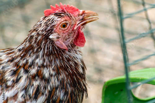 Ornamental laying hen, breeds, azur, padovana, pekin bantam, ardennaise, affectionate and gentle, small to medium sized eggs