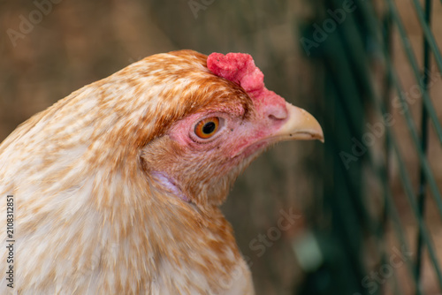 Ornamental laying hen, breeds, azur, padovana, pekin bantam, ardennaise, affectionate and gentle, small to medium sized eggs