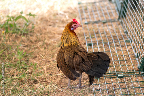 Ornamental laying hen, breeds, azur, padovana, pekin bantam, ardennaise, affectionate and gentle, small to medium sized eggs
