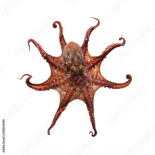 Vibrant red octopus spread out in studio lighting with detailed texture against a clean backdrop Isolated on transparent background