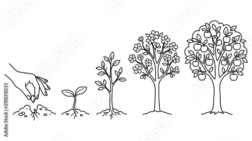 Growth stages of apple tree from seed planting to fully grown fruit tree line art diagram.