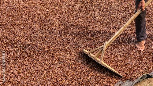 Closeup of a farmer using a wooden rake to turn and spread raw, unroasted coffee beans and heap-dried seed under the sun on an arabica farm plant, ensuring even drying: agriculture and eco farm.