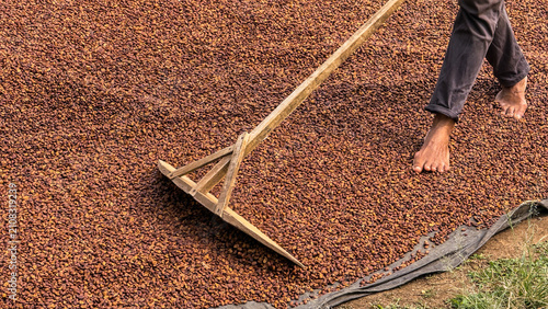 Closeup of a farmer using a wooden rake to turn and spread raw, unroasted coffee beans and heap-dried seed under the sun on an arabica farm plant, ensuring even drying: agriculture and eco farm.