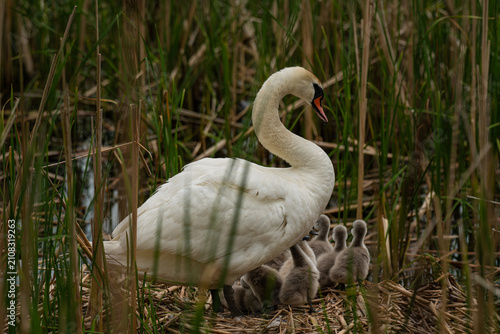 swans