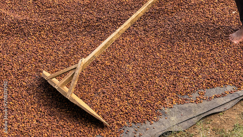 Closeup of a farmer using a wooden rake to turn and spread raw, unroasted coffee beans and heap-dried seed under the sun on an arabica farm plant, ensuring even drying: agriculture and eco farm.