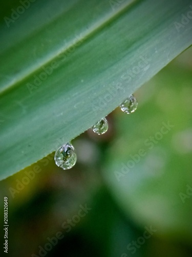 фотографія Aesthetic macro of raindrops on leaves with blurred background, morning dew, cla