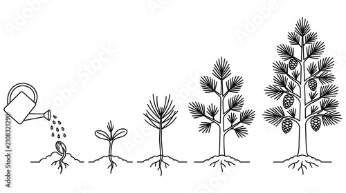 Pine tree growth stages from seed watering to mature plant with cones.