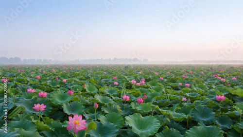 Vast lotus field with pink blooms summer morning wide view Japan
