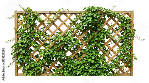 Green Ivy Plant Climbing on Wooden Lattice Trellis Frame Isolated on White