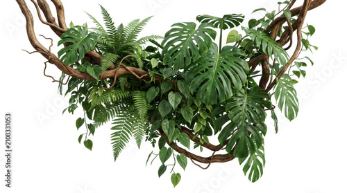 Green tropical hanging jungle vine with lush leaves isolated on transparent background