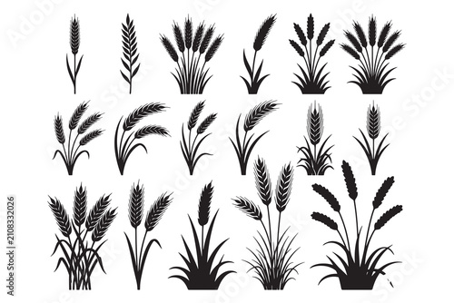 Wheat ears and reed silhouette vector set isolated on white background