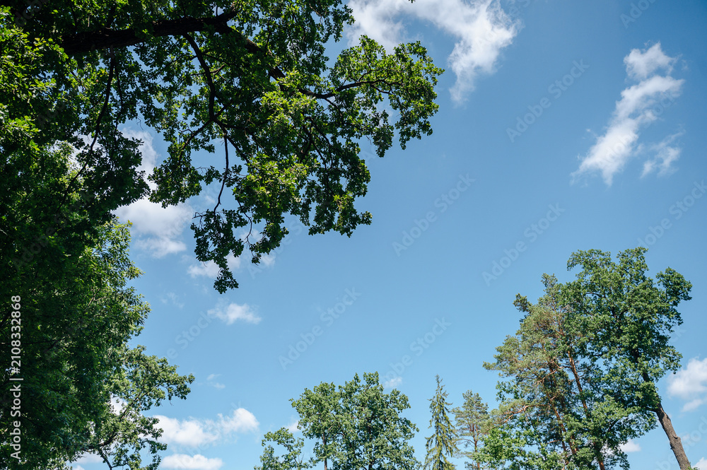 Fototapeta premium Looking up at green tree crowns stretching towards a bright blue sky with fluffy white clouds, summer nature view