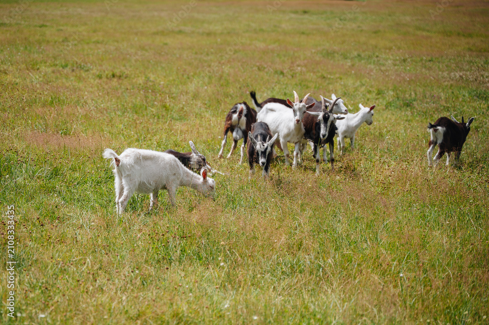 Obraz premium Herd of domestic goats grazing on an open green meadow with short grass, countryside livestock farming concept
