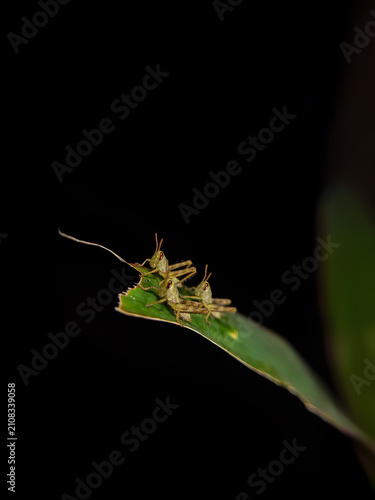 Принти на полотні close up of several young grasshoppers or nymphs on a green leaf (Locusta migrat