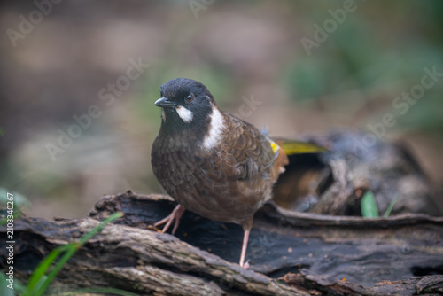 Konstfotografi Black-faced Laughingthrush (Pterorhinus affinis) in Nam Cang, Lao Cai Province, Vietnam