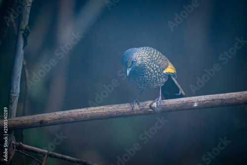 Obraz na plátně Black-faced Laughingthrush (Pterorhinus affinis) in Nam Cang, Lao Cai Province, Vietnam