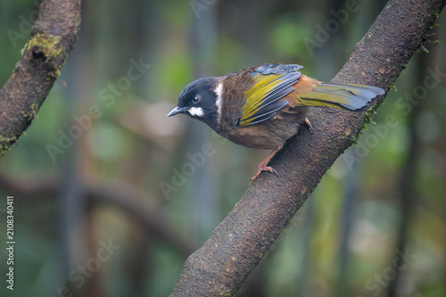 Принти на полотні Black-faced Laughingthrush (Pterorhinus affinis) in Nam Cang, Lao Cai Province, Vietnam