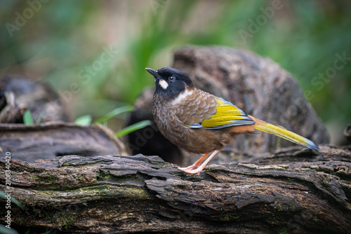 Fotografía Black-faced Laughingthrush (Pterorhinus affinis) in Nam Cang, Lao Cai Province, Vietnam