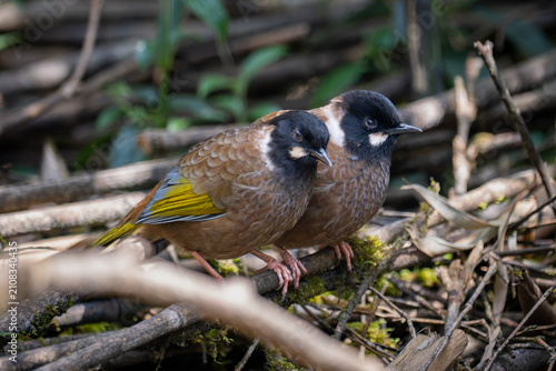 Photos Black-faced Laughingthrush (Pterorhinus affinis) in Nam Cang, Lao Cai Province, Vietnam
