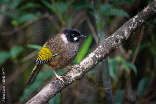 Photos Black-faced Laughingthrush (Pterorhinus affinis) in Nam Cang, Lao Cai Province, Vietnam