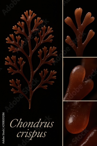 Irish moss specimen shown in complete fan formation alongside a close cartilaginous surface view