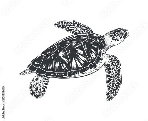 Foto Sea Turtle Sketch Detailed Line Art Illustration Of A Reptilian Creature