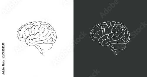 Photos Human Brain Illustration Line Art Depiction Against Contrasting Fields
