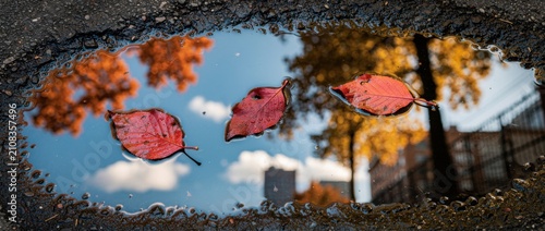 Reflection of Colorful Autumn Leaves in a Puddle with Vibrant Trees and a Clear Blue Sky in a Scenic Urban Park Setting