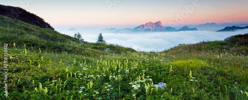 Wildflowers in an alpine meadow during sunset with mountain peaks above clouds, a tourism destination for outdoor adventure, Julian Alps Natural Park, Alba Valley, Friuli Venezia Giulia, Italy.