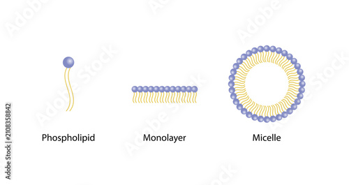 Foto Micelle Structure, Soap Molecule, Micelle Formation