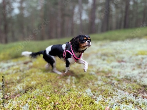 Fotografie A energetic tri-color Cavalier King Charles Spaniel runs across a mossy forest ground wearing a pink harness