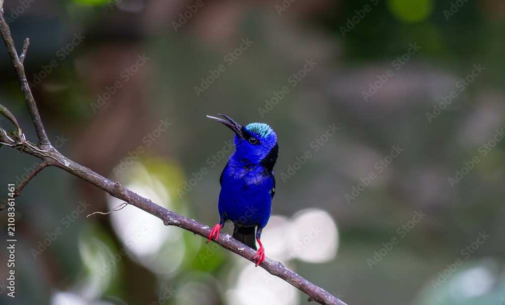 Fototapeta premium Male Red-legged Honeycreeper portrait. Costa Rica.