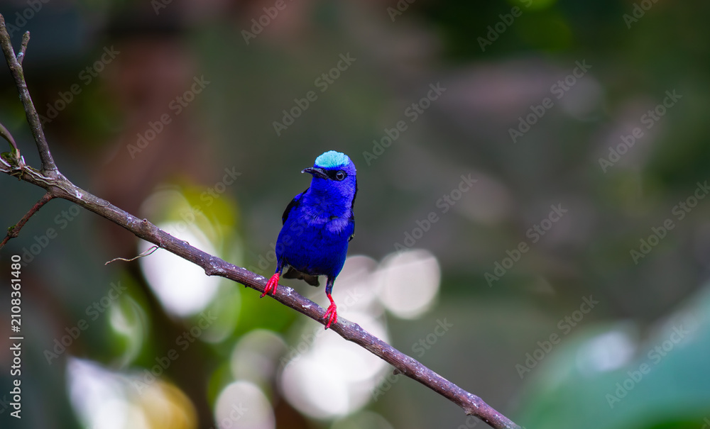 Fototapeta premium Male Red-legged Honeycreeper portrait. Costa Rica.