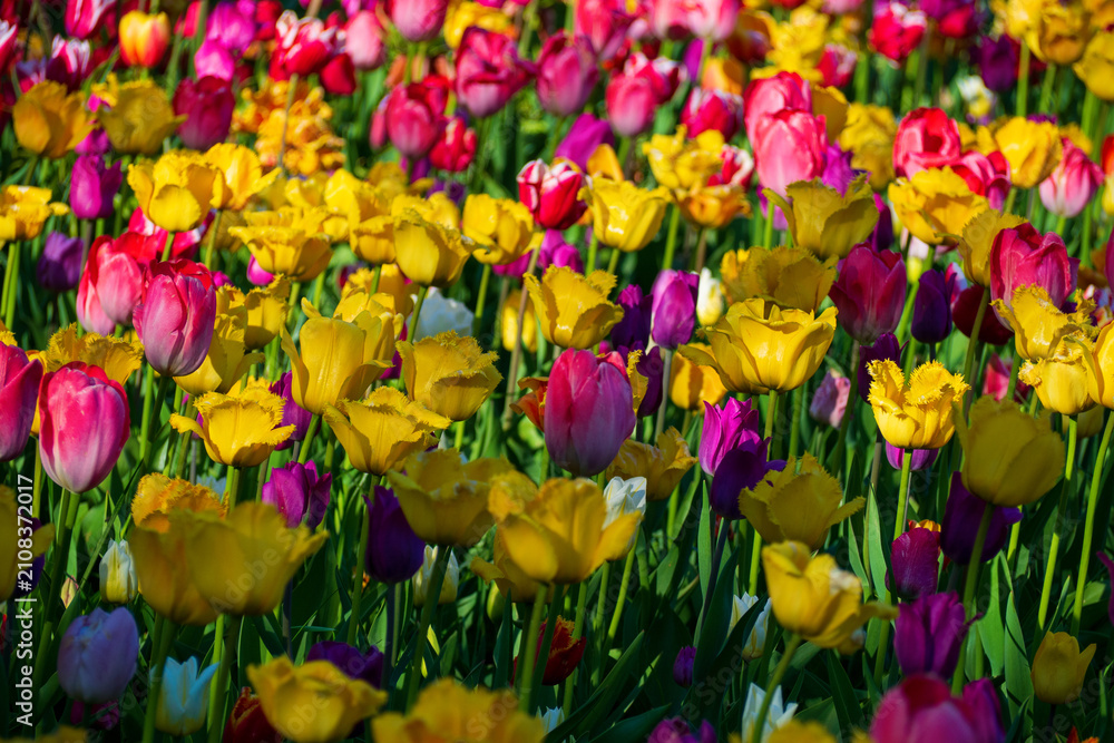 Obraz premium Multicolor tulips blooming in sunny park. Field of yellow, pink, and purple flowers in warm sunlight. Vibrant floral background for your projects.