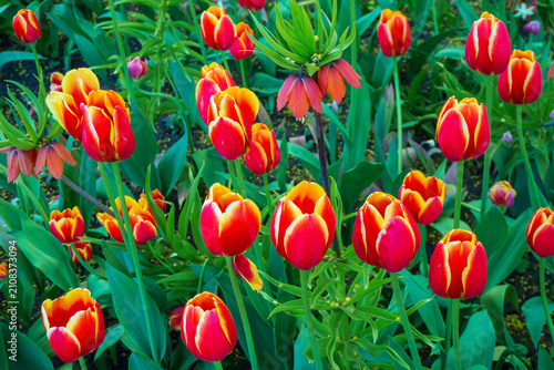 Garden bursts with bold tulips in vivid red and sunny yellow hues. Lush green foliage frames the blooms, highlighting their dramatic color contrast. Vibrant scene of spring in full bloom.