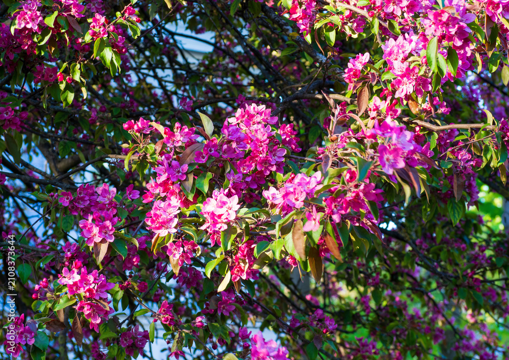 Fototapeta premium Bright pink apple blossoms bloom on branch with green leaves. Beautiful crabapple flowers grow in sunny spring garden. Nature background for your projects.