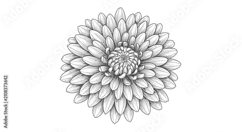 Detailed pencil sketch of a chrysanthemum flower head isolated on white