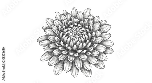 Detailed pencil sketch of a chrysanthemum flower isolated on white