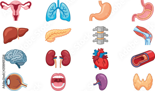 Human internal organs collection, anatomy medical vector illustrations, healthcare biology educational clipart bundle for learning