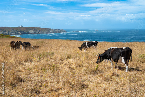 Troupeau de vaches dans une prairie auprès d'un abreuvoir au Cap-Sizun en Bretagne, pendant la canicule. Herbe jaunie par la sécheresse