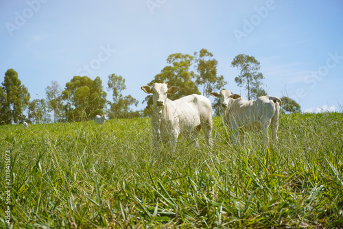 Two Nelore Cattle Grazing on Green Pasture in a Sunny South American Farm