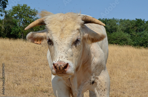 Bovin aux yeux infestés de mouches : kérato-conjonctivite