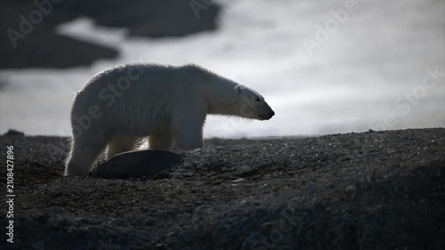 Polar bear is walking on the coast of Svalbard.