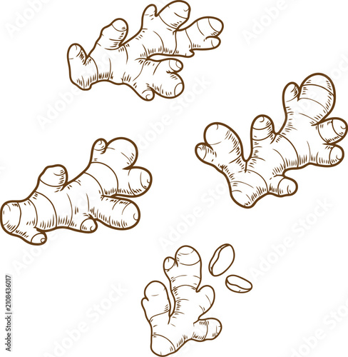 Konstfotografi Set of ginger root illustrations, hand drawn sketch style ginger rhizomes