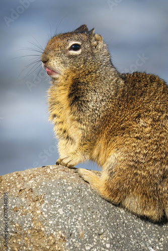 California Ground Squirrel, Otospermophilus beecheyi, adult on the Californian coastline