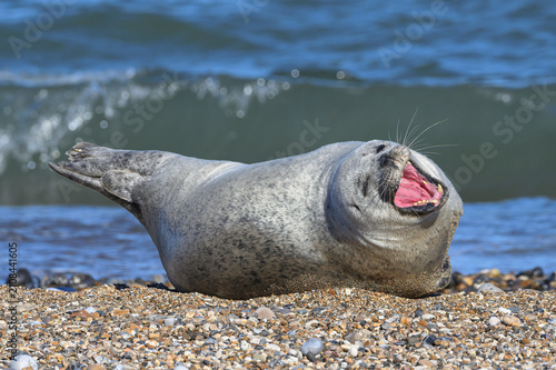 Harbour Seal, Common Seal, Phoca vitulina, adult male yawning
