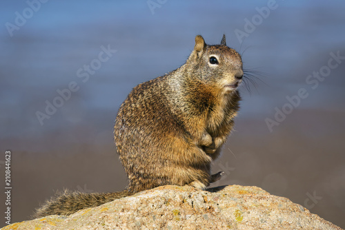 California Ground Squirrel, Otospermophilus beecheyi, adult on the Californian coastline