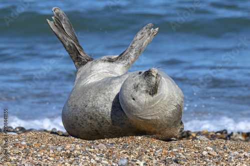 Harbour Seal, Common Seal, Phoca vitulina, adult male stretching