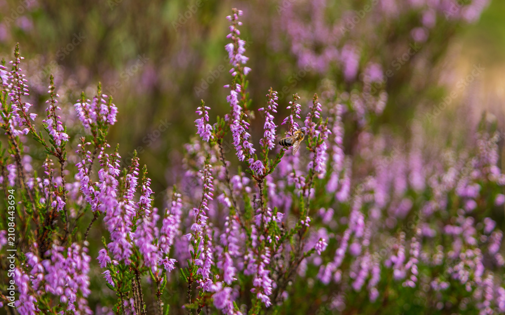 Obraz premium Hoverfly pollinating purple heather flowers in summer